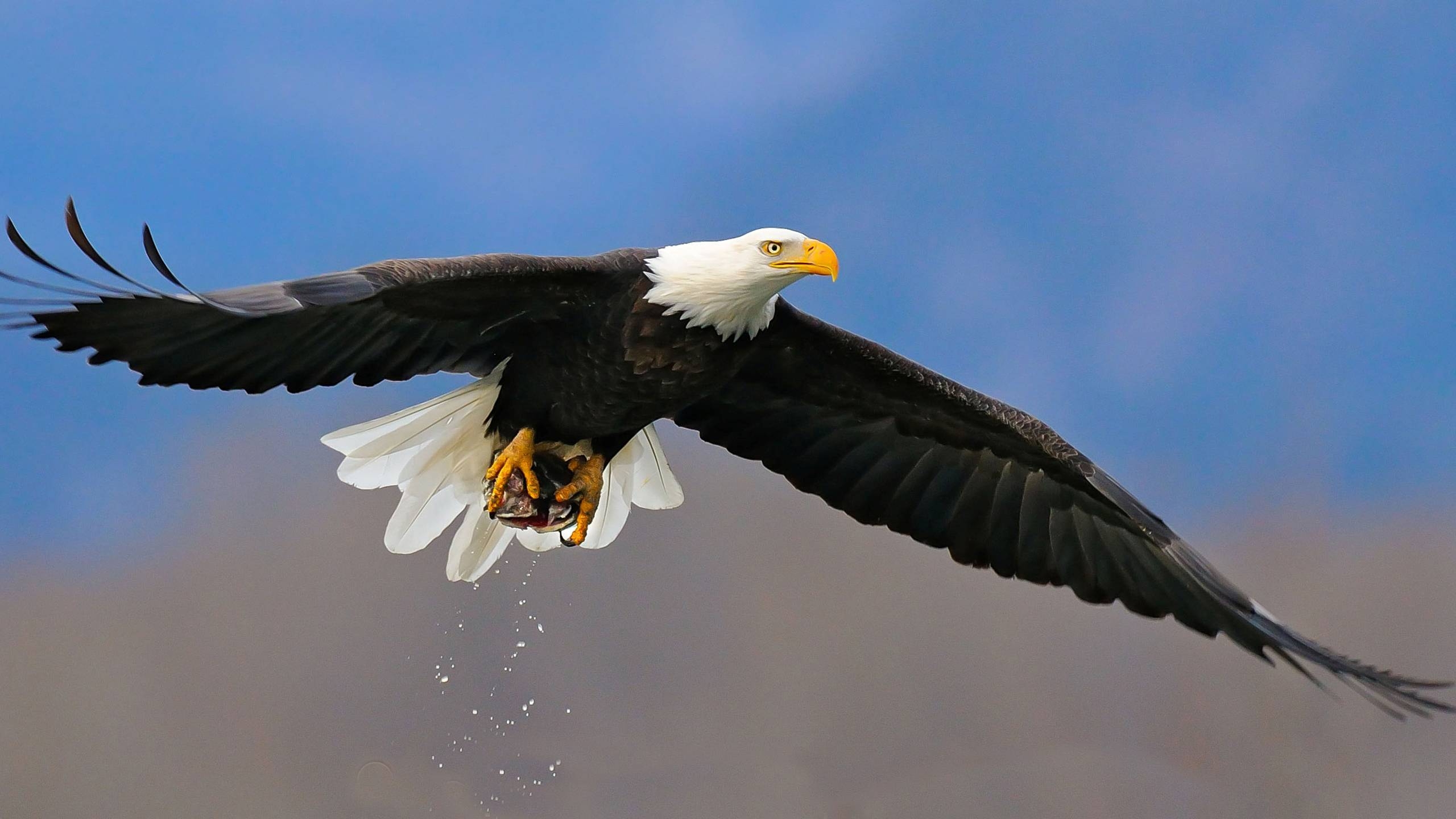 Weißkopfseeadler, kostenlos, Tier, Hintergrund, Bild, 2560x1440 HD Desktop