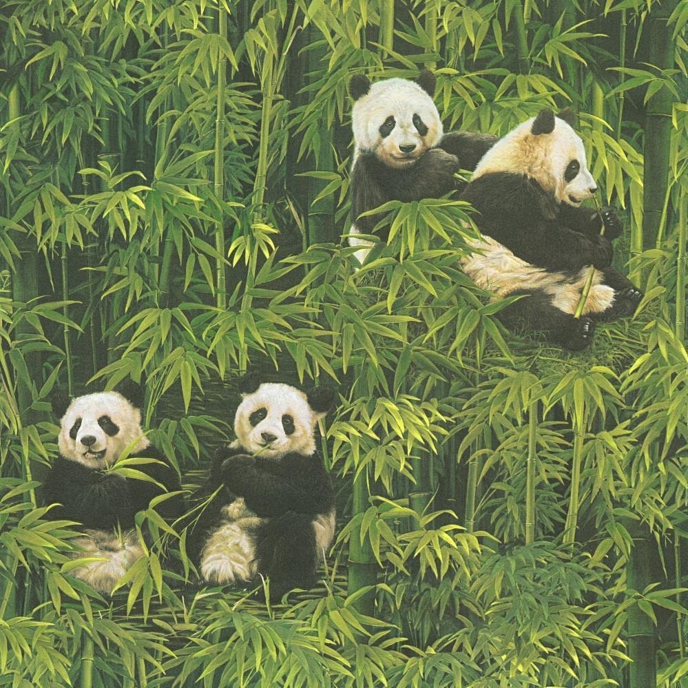 Panda, Tier, Hintergrund, Bär, Schwarz-Weiß, 1000x1000 HD Handy