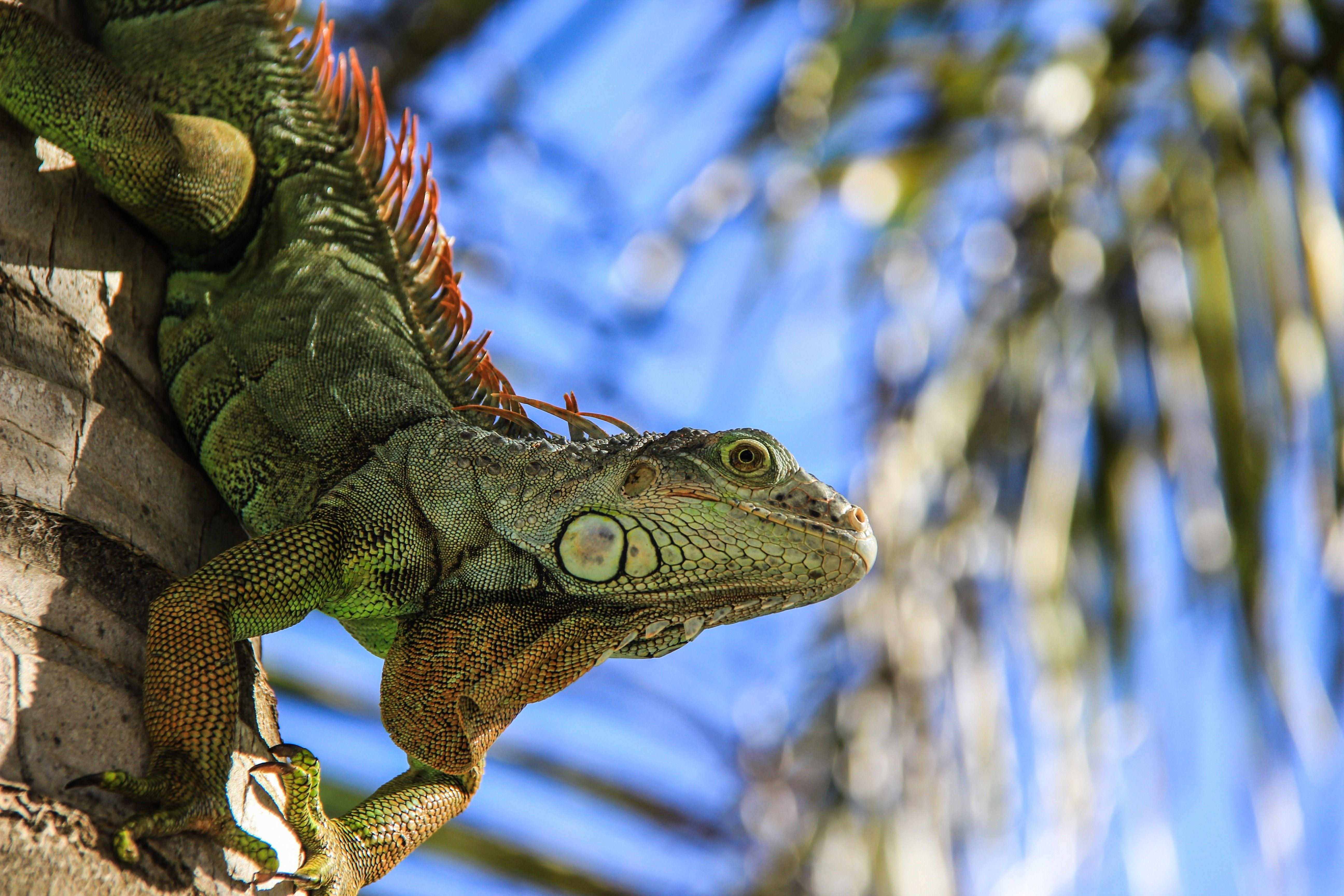 Iguana, Reptilien, 4K, Tiere, Natur, 5190x3460 4K Desktop