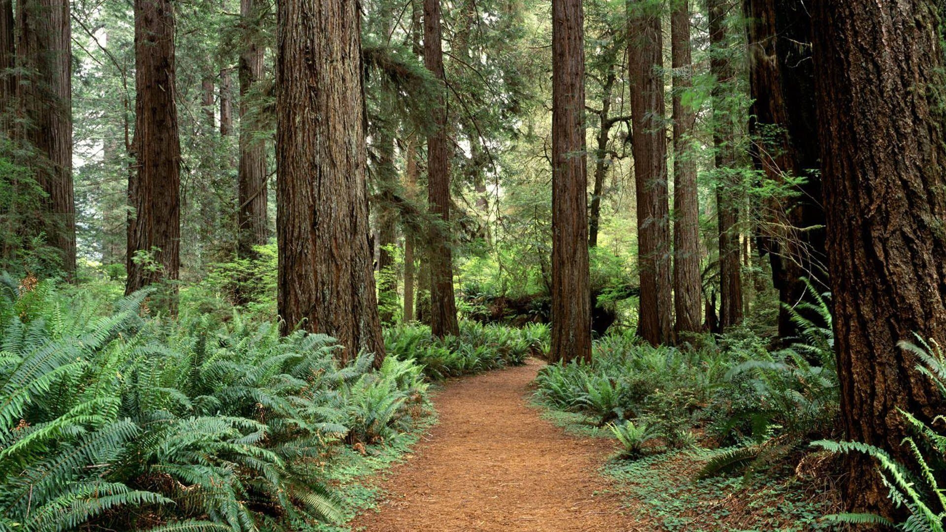 Redwood Wald, Kalifornien, Natur, Reisen, Landschaft, 1920x1080 Full HD Desktop