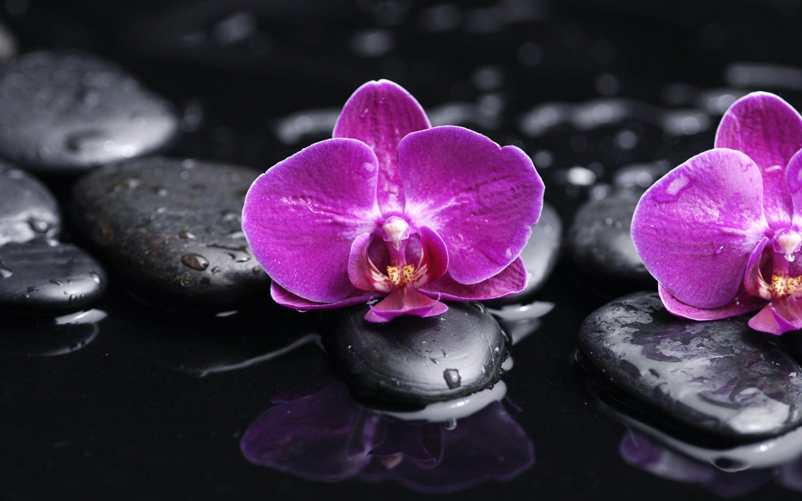 Orchidee, HD, Natur, Hintergrund, Bild, 2560x1600 HD Desktop