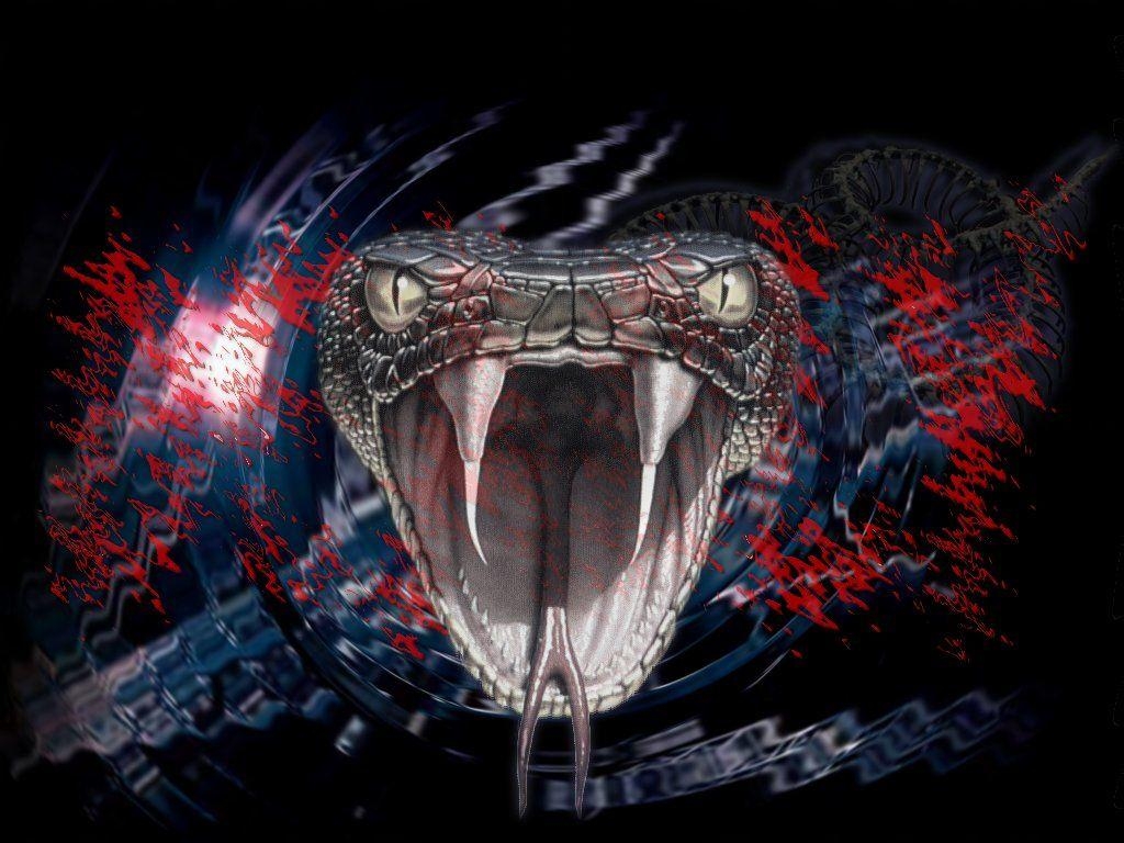 Coole Schlange, Tiere, Hintergrund, Reptilien, Bild, 1030x770 HD Desktop