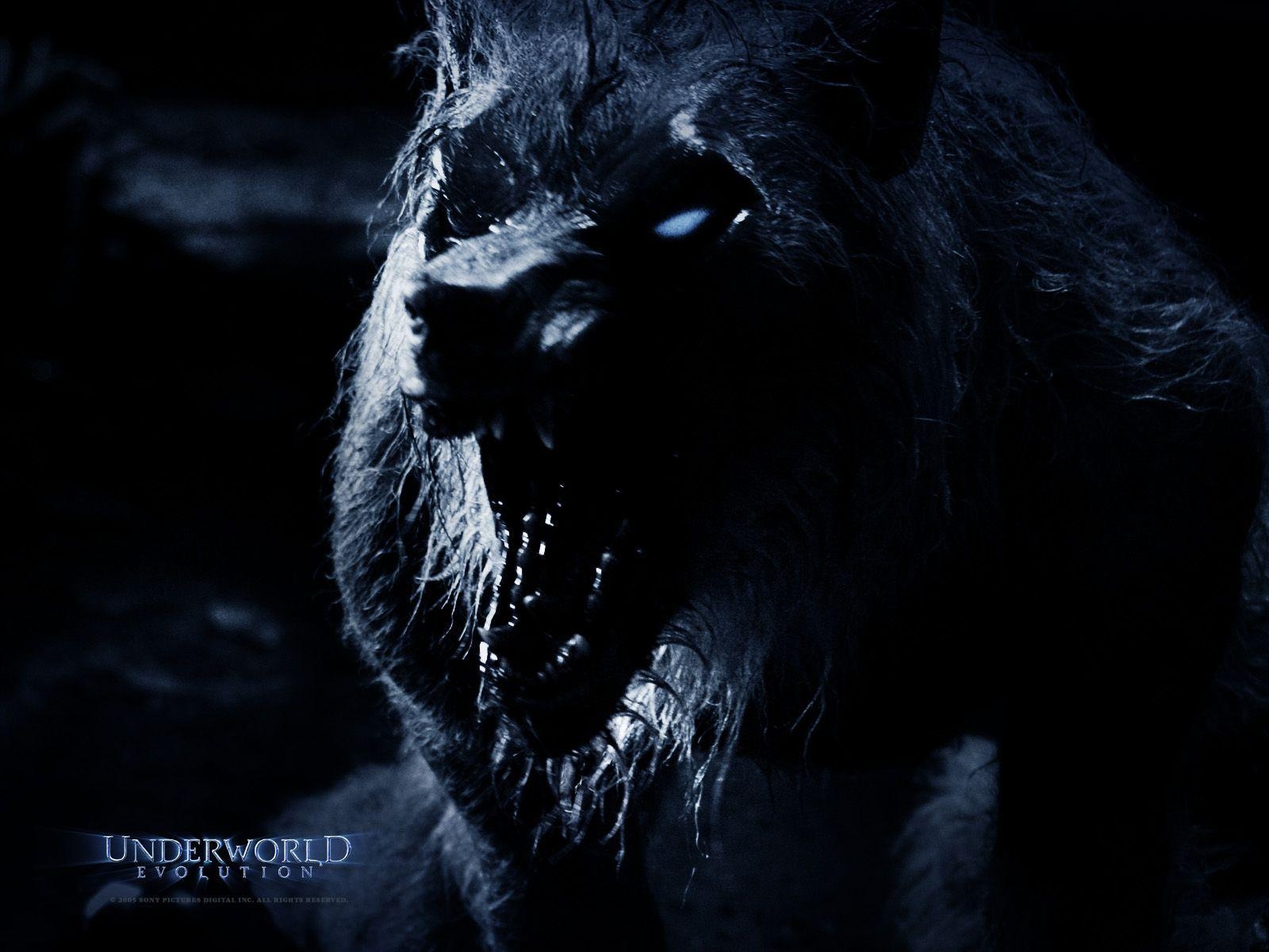 Lykan, Bild, Hintergrund, Abend, Werwolf, 1600x1200 HD Desktop