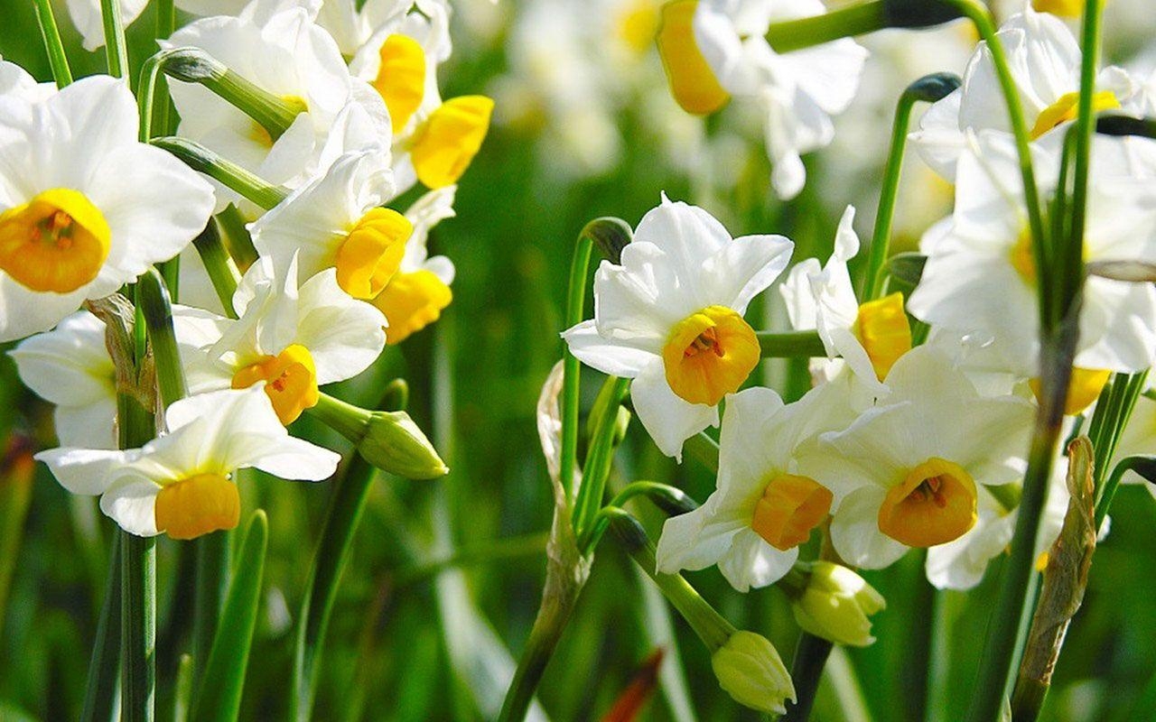 Narzissen, Blumen, HD, Hintergrund, Frühling, 1280x800 HD Desktop