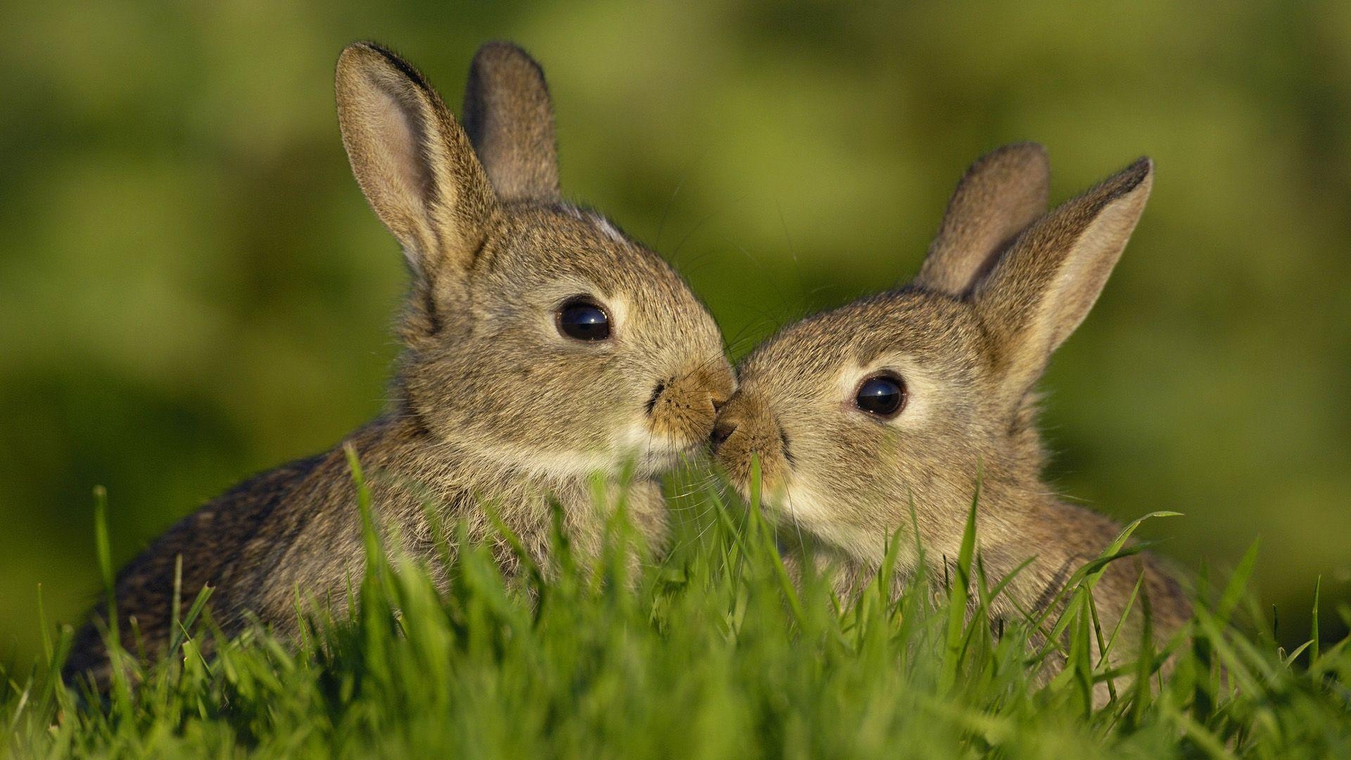 Niedlicher Hase, Hintergrund, Design, Tiere, HD, 1920x1080 Full HD Desktop