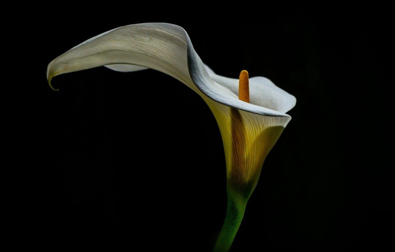 Blumenbild, Desktop, Hintergrund, Calla-Lilie, Natur, 1340x850 HD Desktop