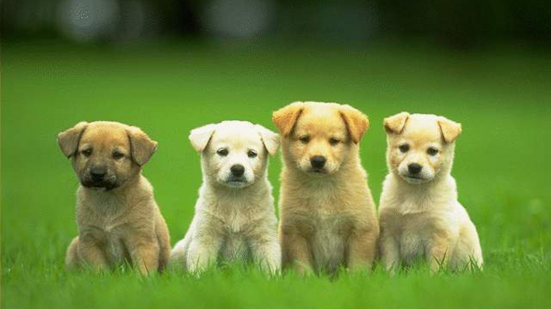 Niedliche Hunde, Welpen, Bild, Hintergrund, 1920x1080 Full HD Desktop