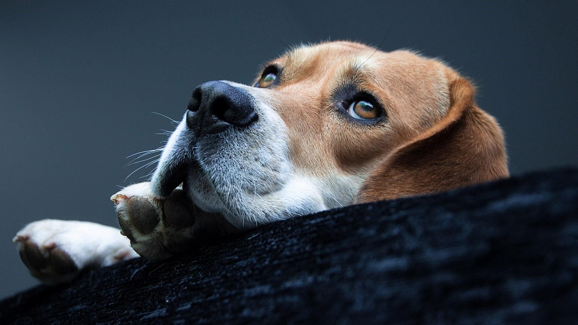 Beagle Hintergrund, 26 x 1080, Tiere, Hund, Bilder, 1920x1080 Full HD Desktop