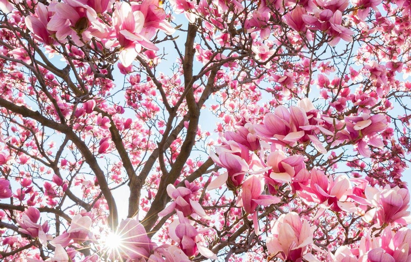 Baum, Frühling, Blumen, Natur, Gute Laune, 1340x850 HD Desktop