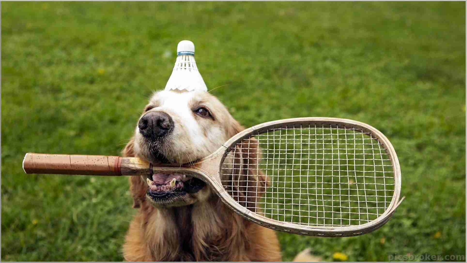 Sammlung, Badminton, Schön, Bilder, Netz, 1930x1090 HD Desktop