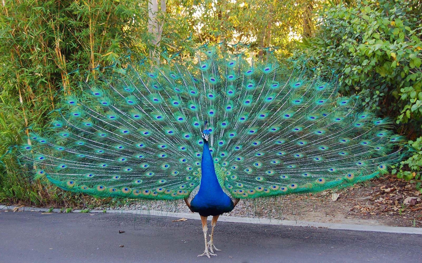 Pfau, Hintergrund, Farben, Majestätisch, Vogel, 1600x1000 HD Desktop