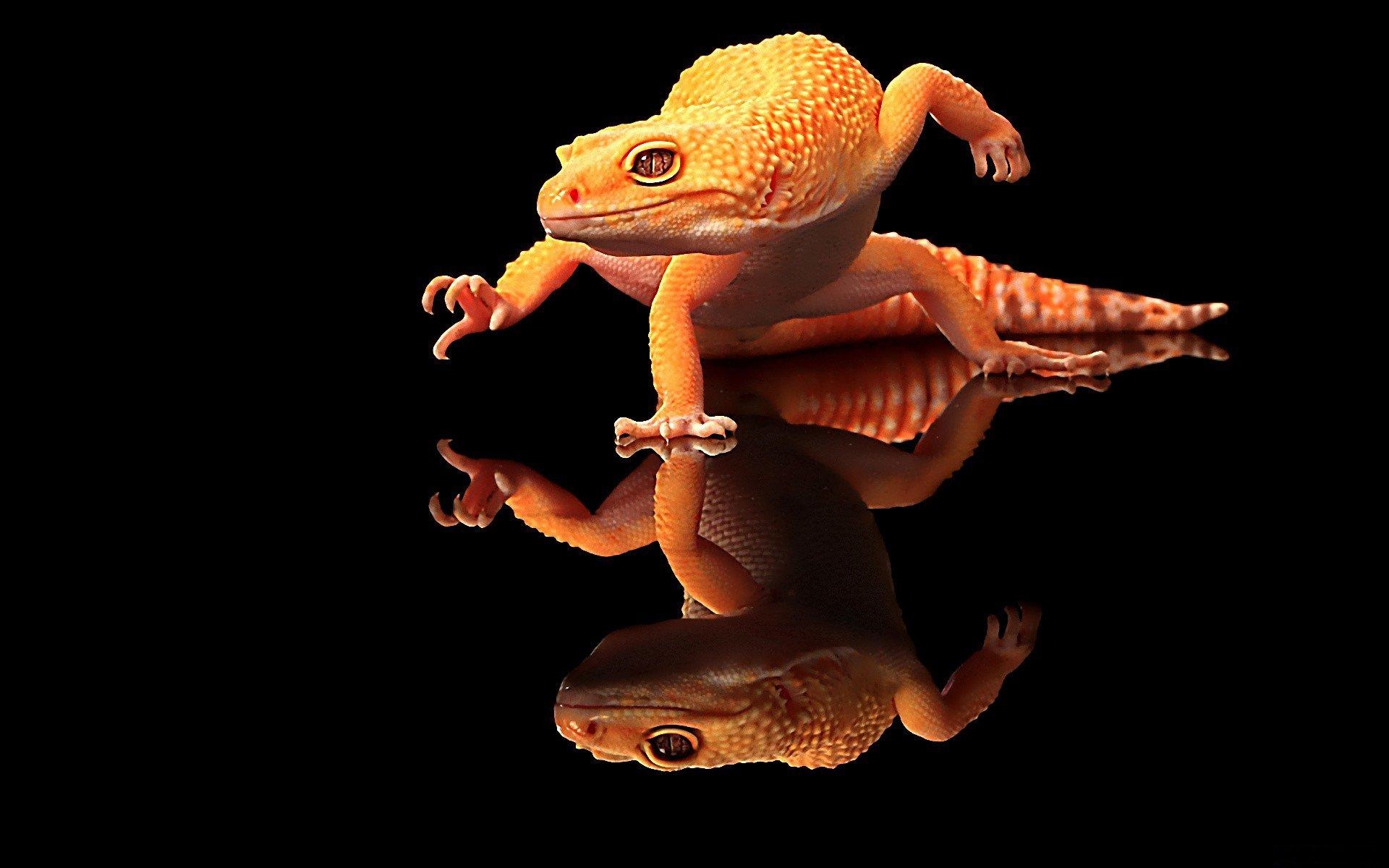 Gecko HD 4K Hintergrund, 1920x1200 HD Desktop