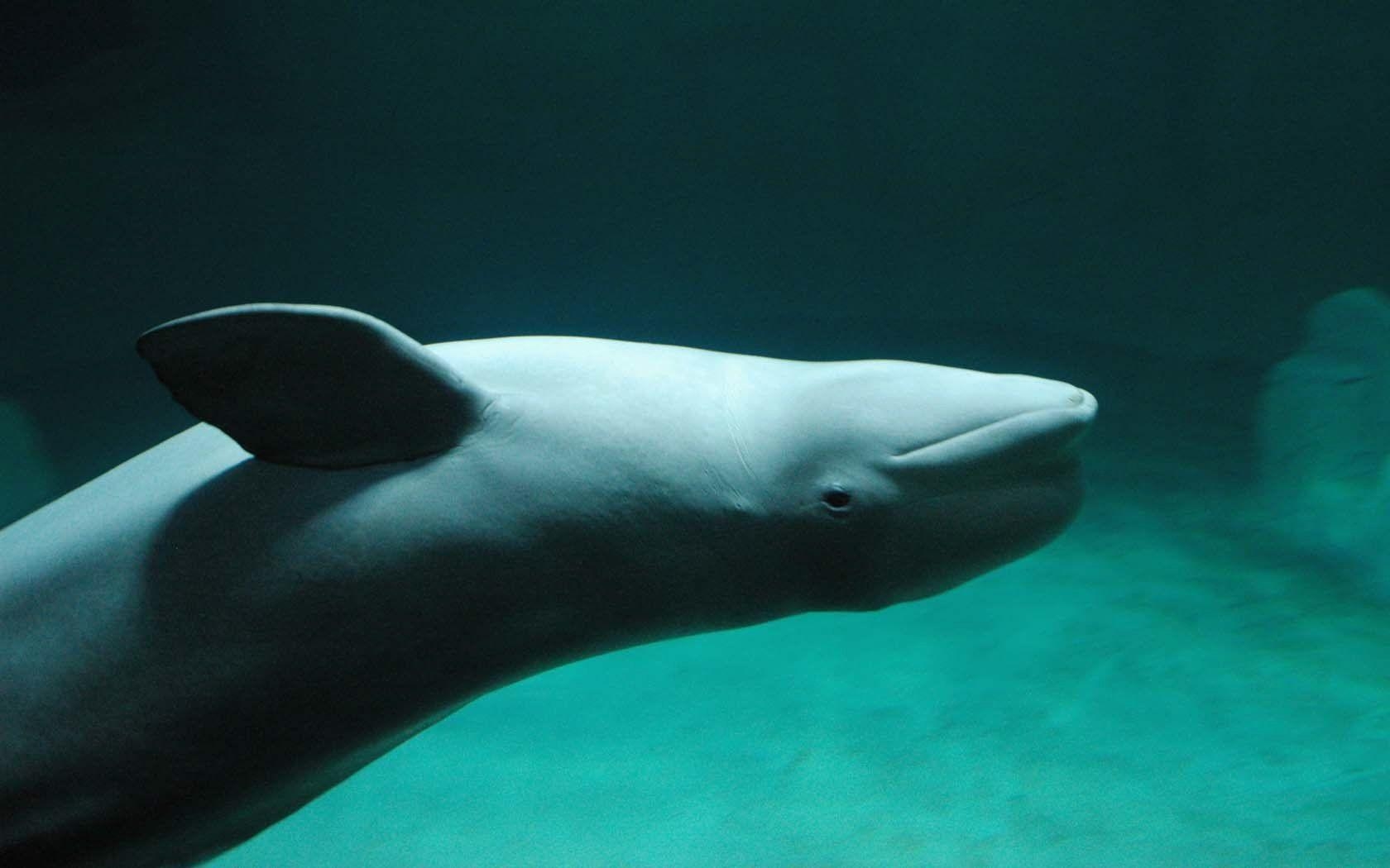 Grünes Aquarium, Delfine, Beluga Wal, Hintergrund, Mobil, 1680x1050 HD Desktop