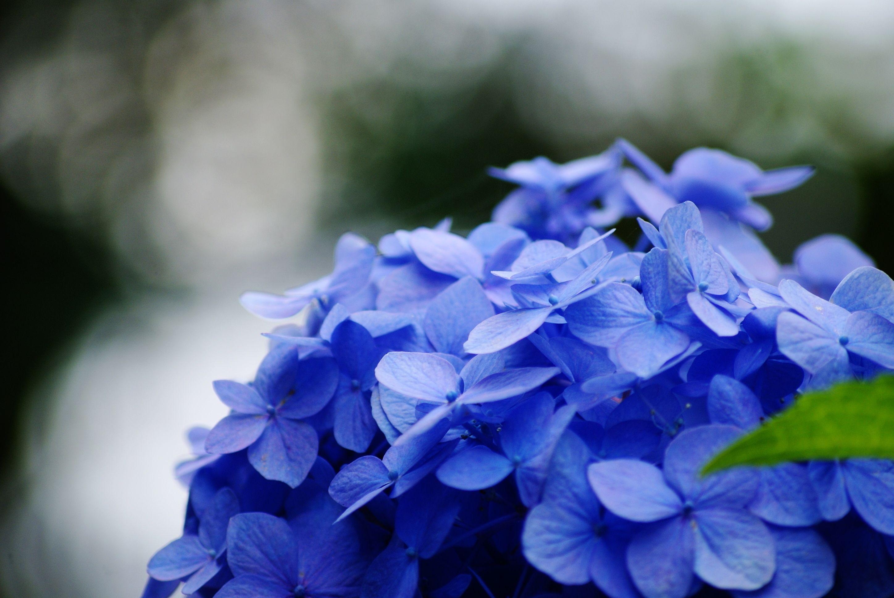 Hortensie, HD, Hintergrundbild, Pflanze, Blumen, 2900x1940 HD Desktop