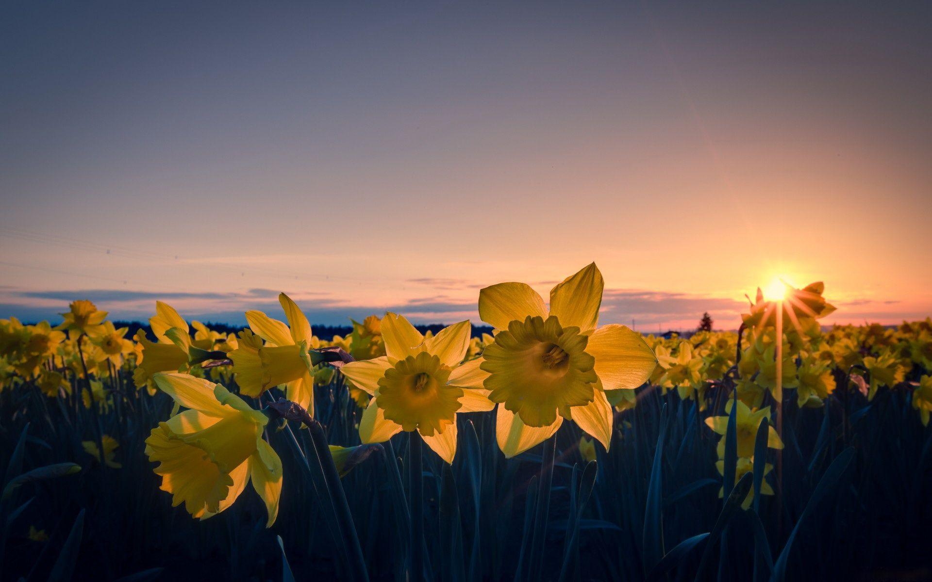 Narzisse, Full HD, Blumenhintergrund, Frühling, Bild, 1920x1200 HD Desktop