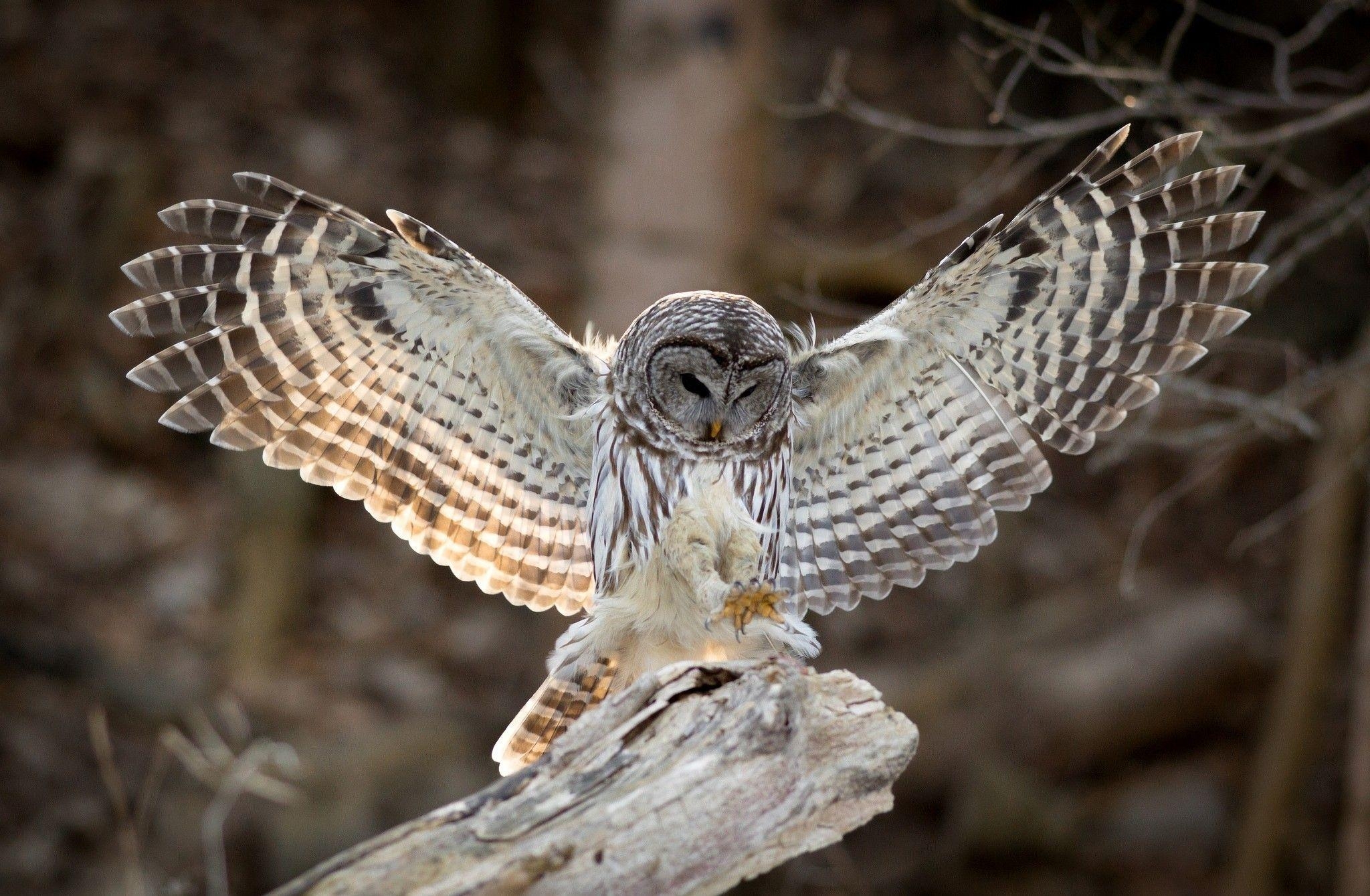 Barred Eule, HD, Hintergrund, Bild, Tier, 2050x1340 HD Desktop