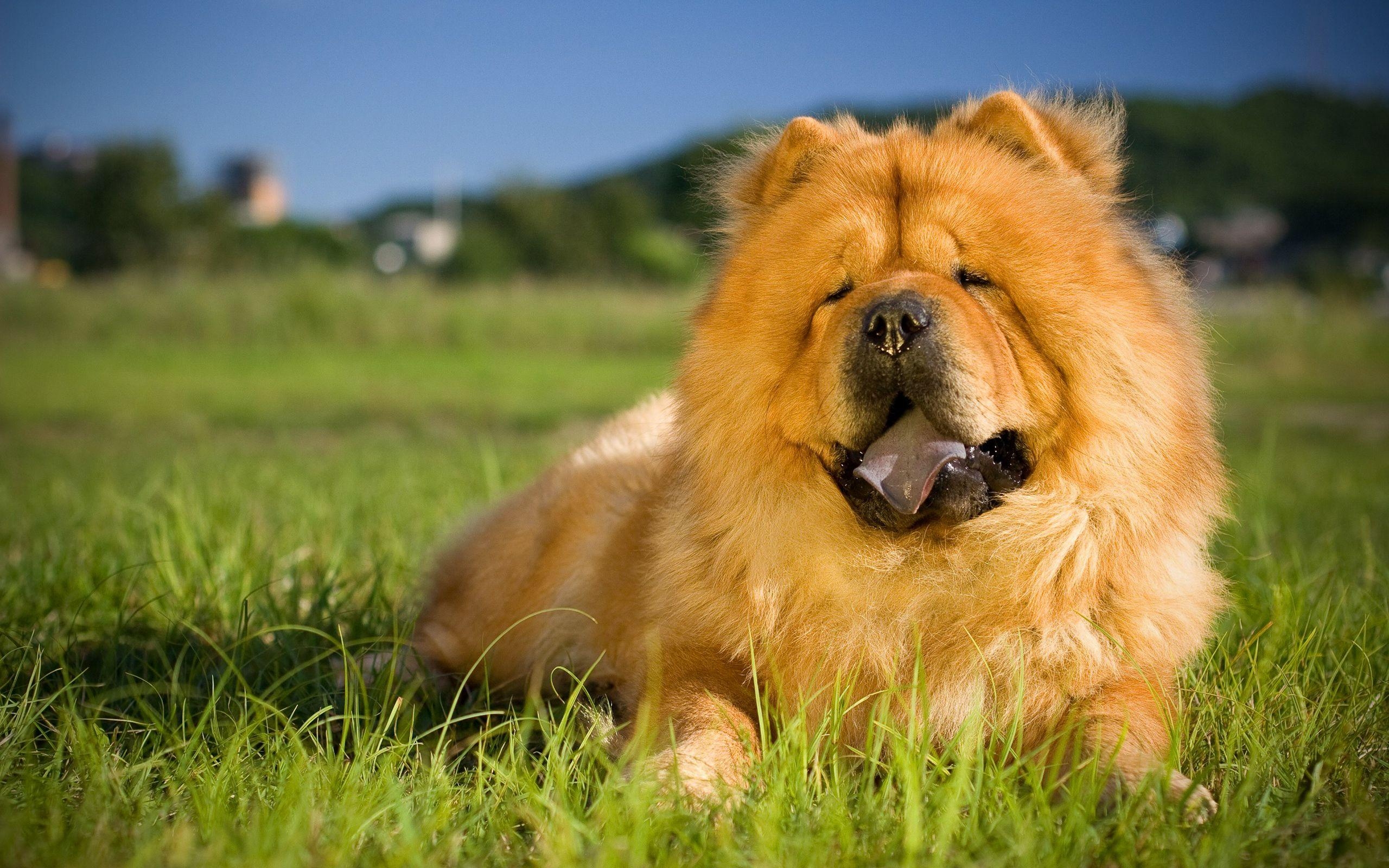 Chow Chow, Rasen, Hund, Gras, Haustier, 2560x1600 HD Desktop