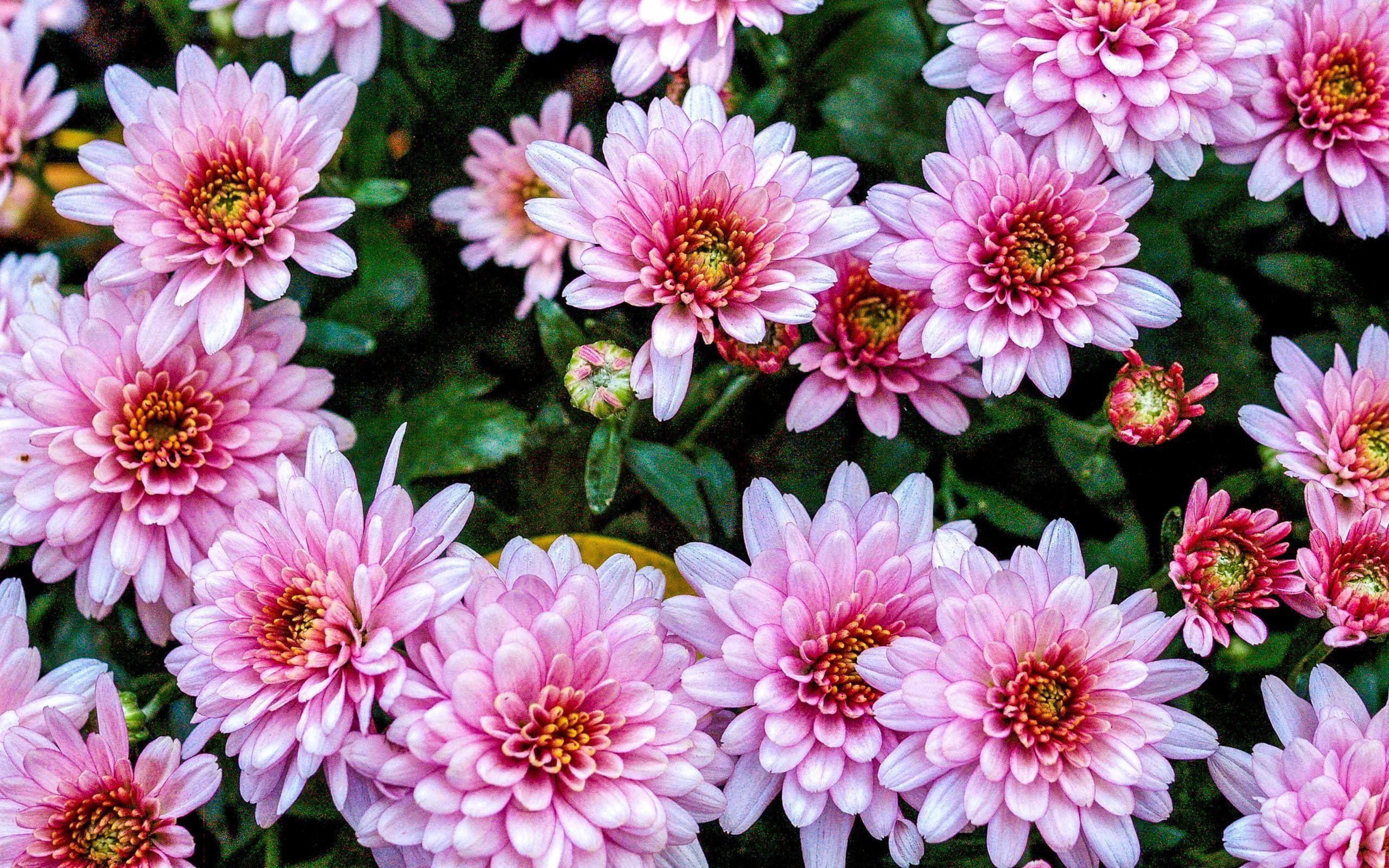 Rosa Chrysanthemen, Ultra HD, Desktop, Mobile, 2560x1600 HD Desktop