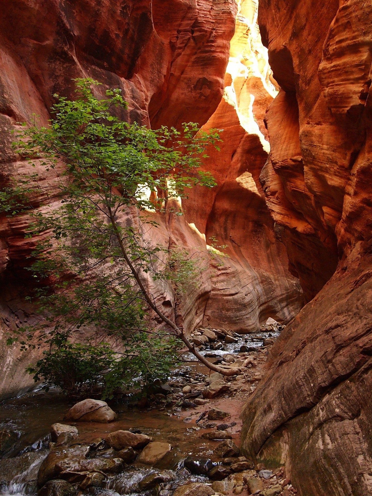 Zion Nationalpark, Felsen, USA, Download, Naturkulisse, 1540x2050 HD Handy