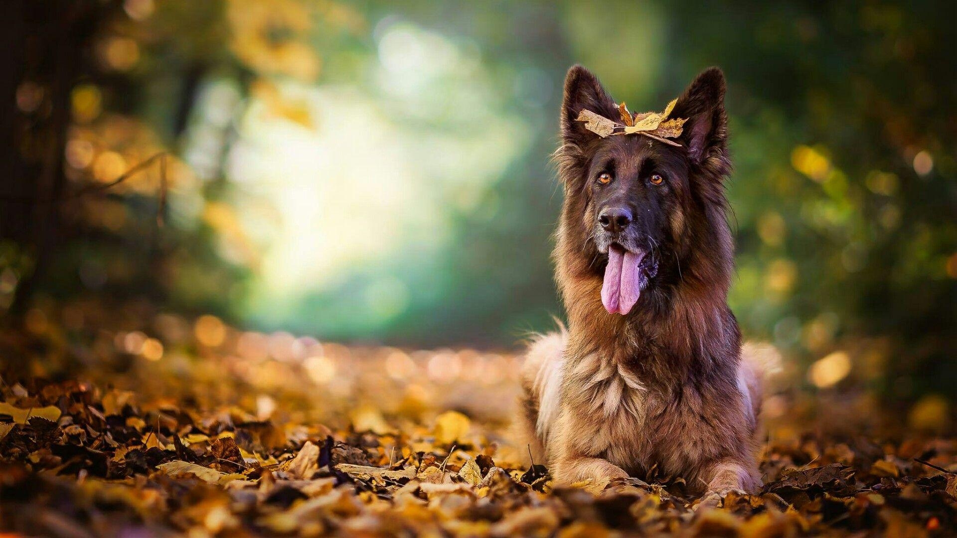 Alter Schäferhund, Tierbild, Hunde, Studio 10, Tierpflege, 1920x1080 Full HD Desktop