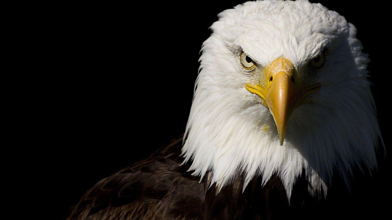 Weißkopfseeadler, Fauna, Tier, Hintergrund, Bild, 1370x770 HD Desktop