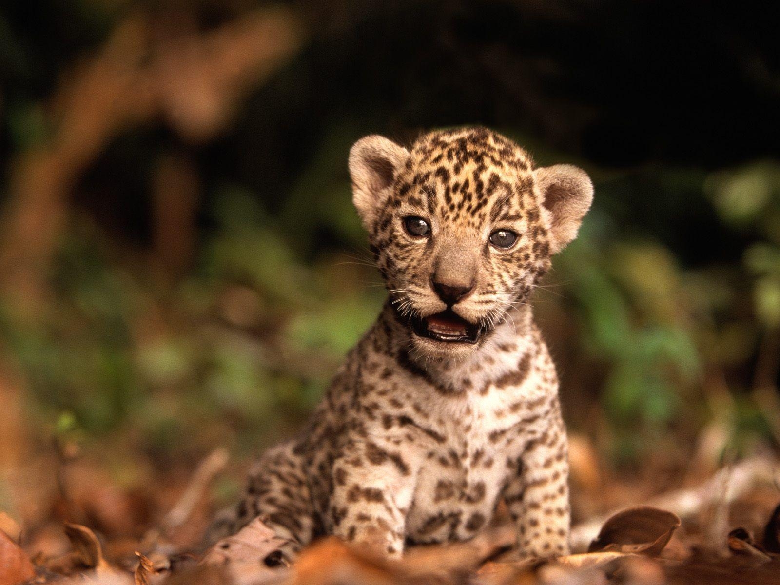 Baby Gepard, Tiere, Puls, HD, Bild, 1600x1200 HD Desktop