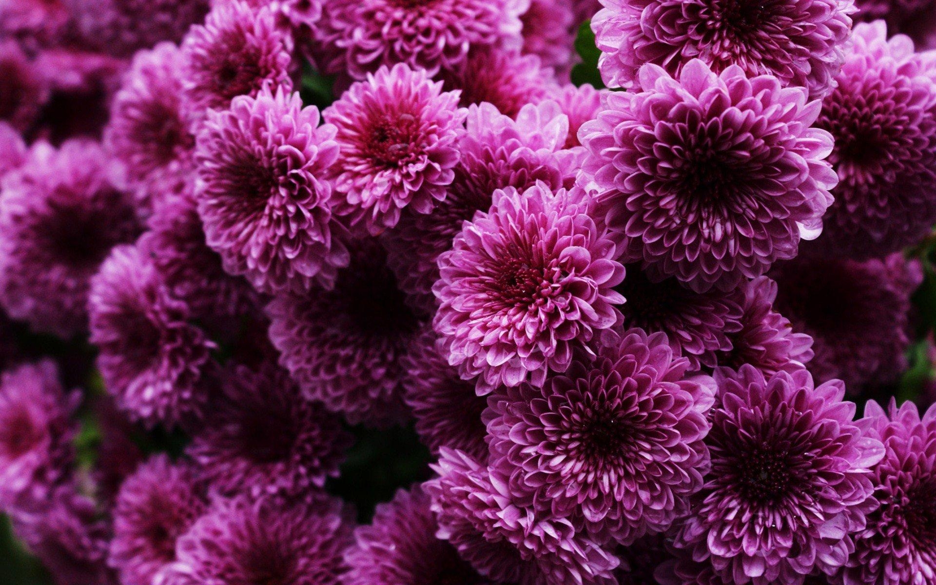 Chrysanthemen, Desktop Hintergrund, Blütenfoto, Natur, 1920x1200 HD Desktop