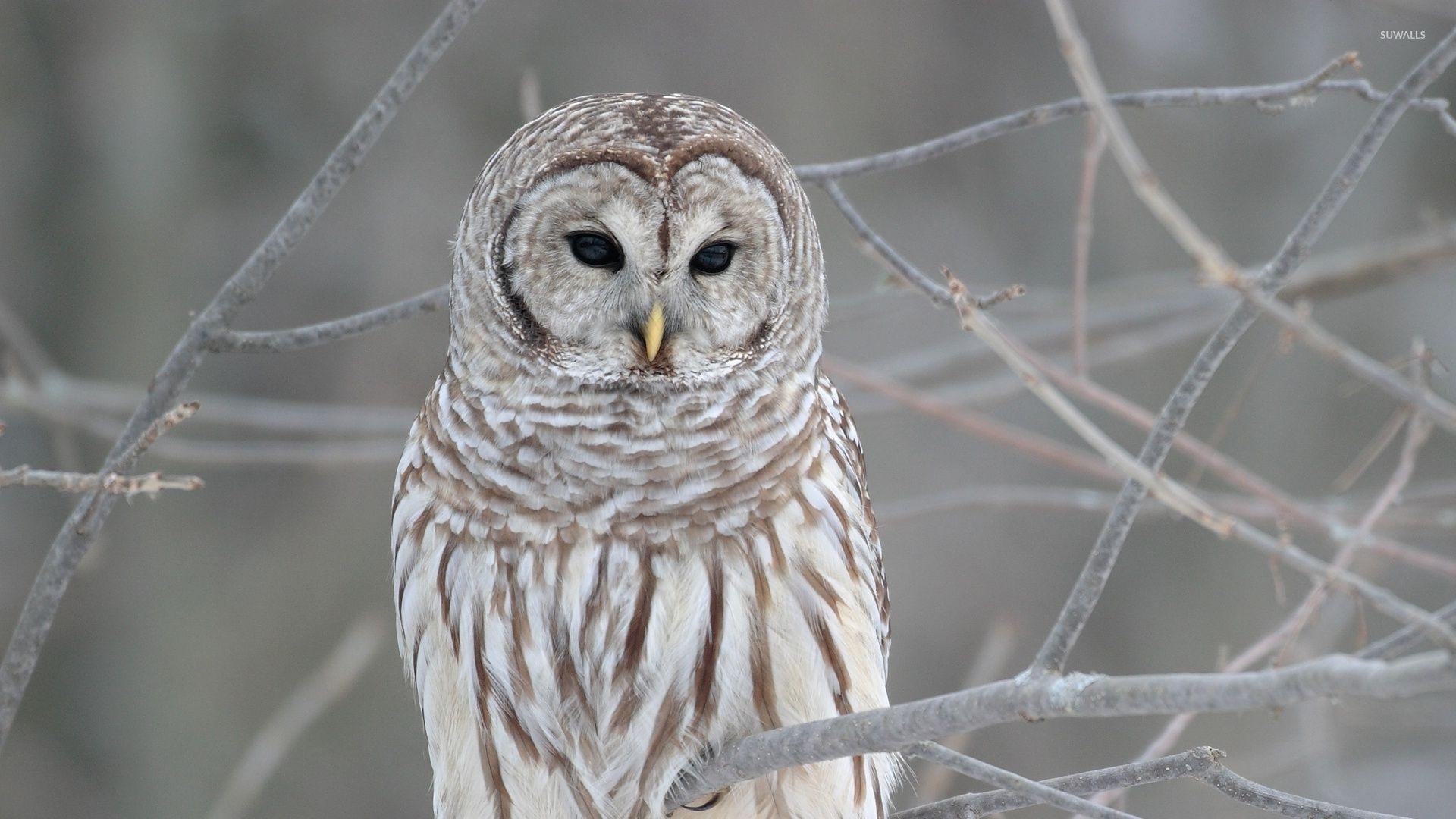 Barred Eule, Hintergrund, Tier, Fotografie, Nacht, 1920x1080 Full HD Desktop