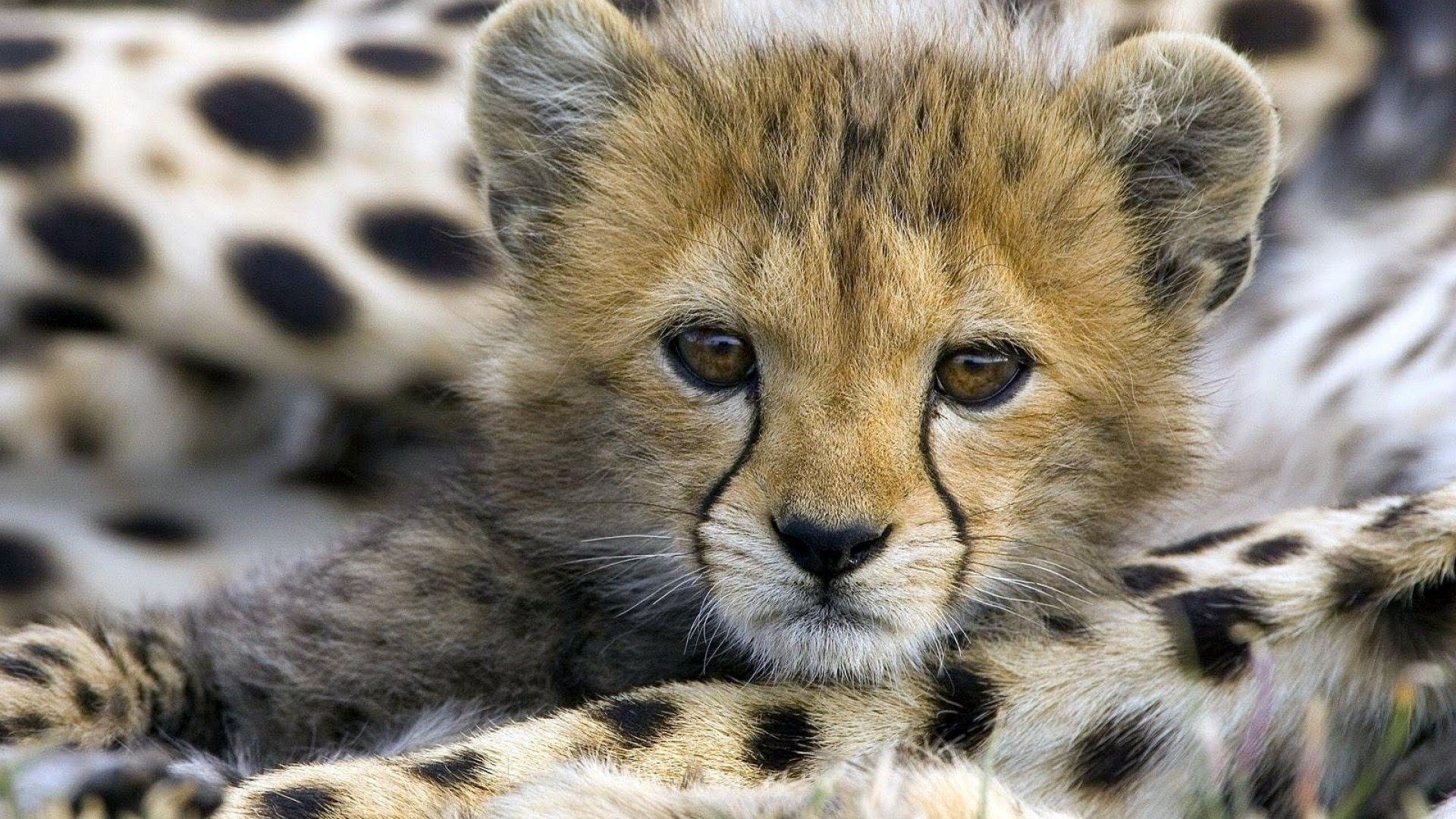 Baby-Gepard, Tiere, Hintergrund, süß, HD, 1920x1080 Full HD Desktop