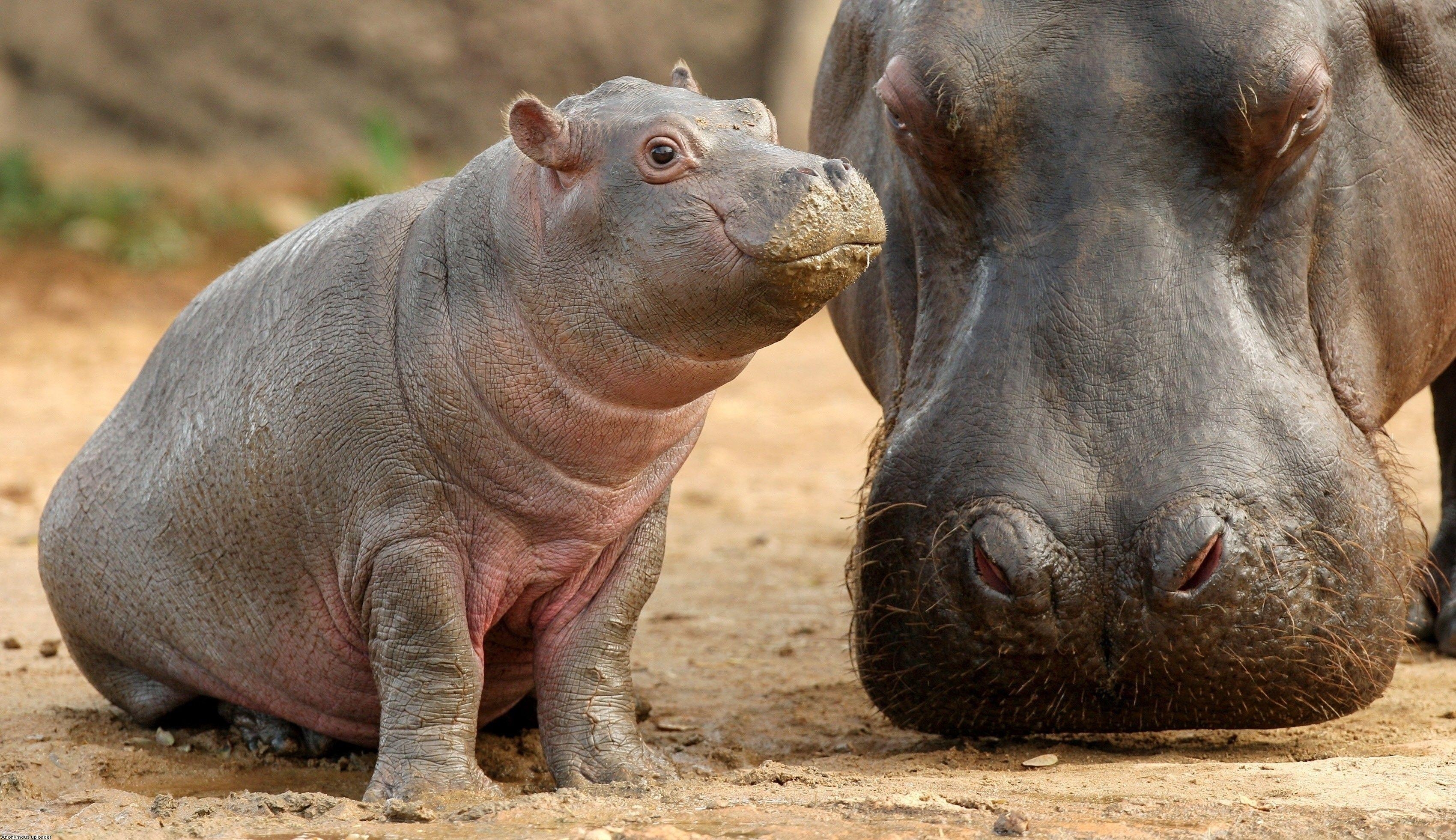 Hippo, Tierbaby, Nilpferd, Hintergrund, Niedlich, 3400x1970 HD Desktop