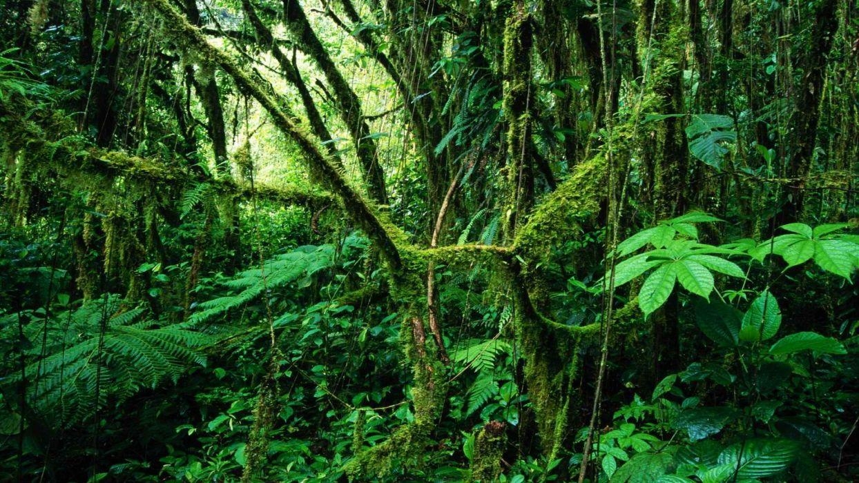 Costa Rica, Regenwald, HD, 1080p, Naturparadies, 1250x700 HD Desktop