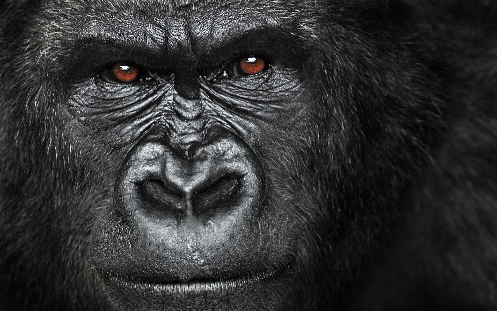 Gorilla, Zitate, Tier, Silberrücken, Makeup, 1920x1200 HD Desktop