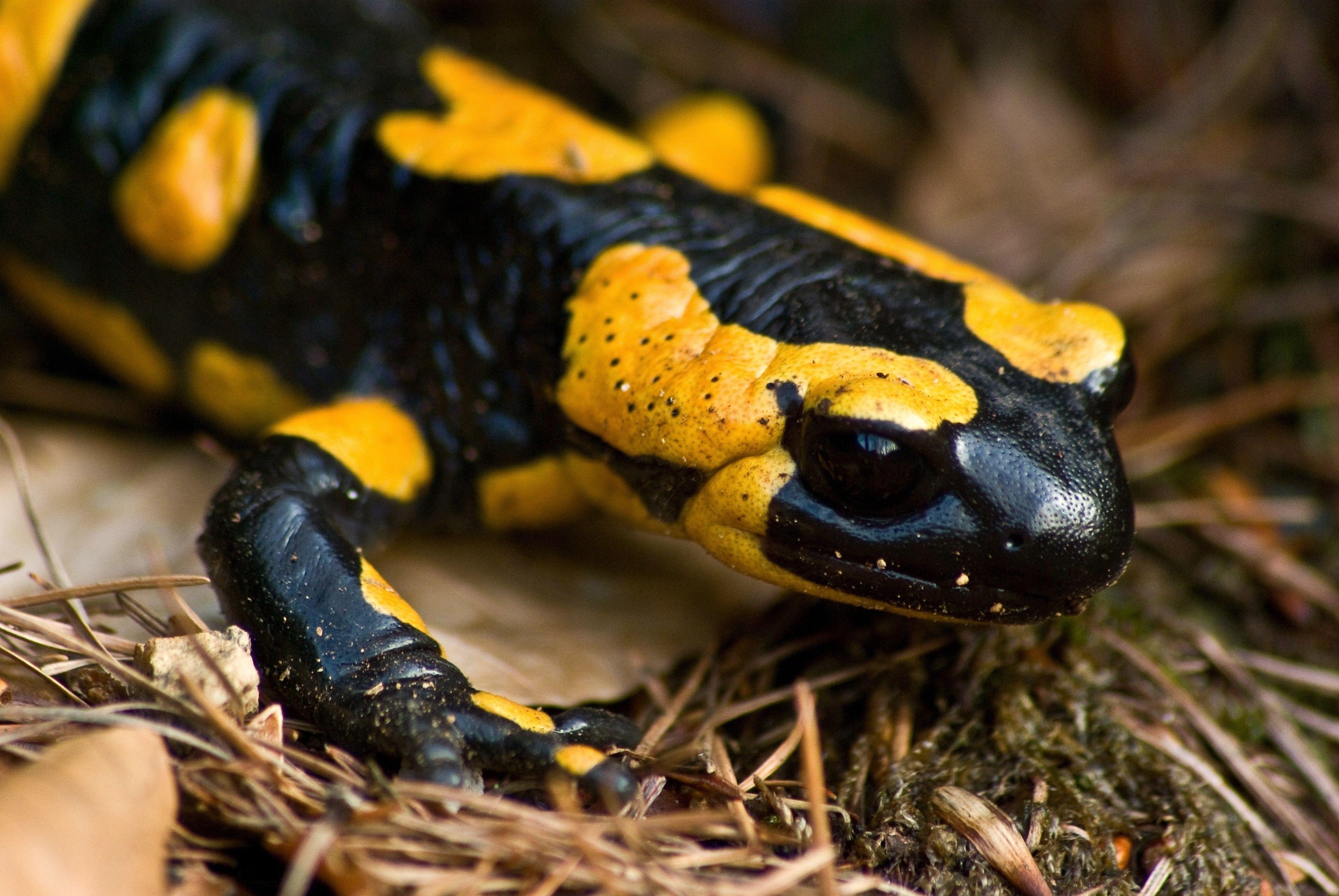 Amphibienleben, Salamander Vielfalt, naturnahes Bild, 3880x2600 4K Desktop