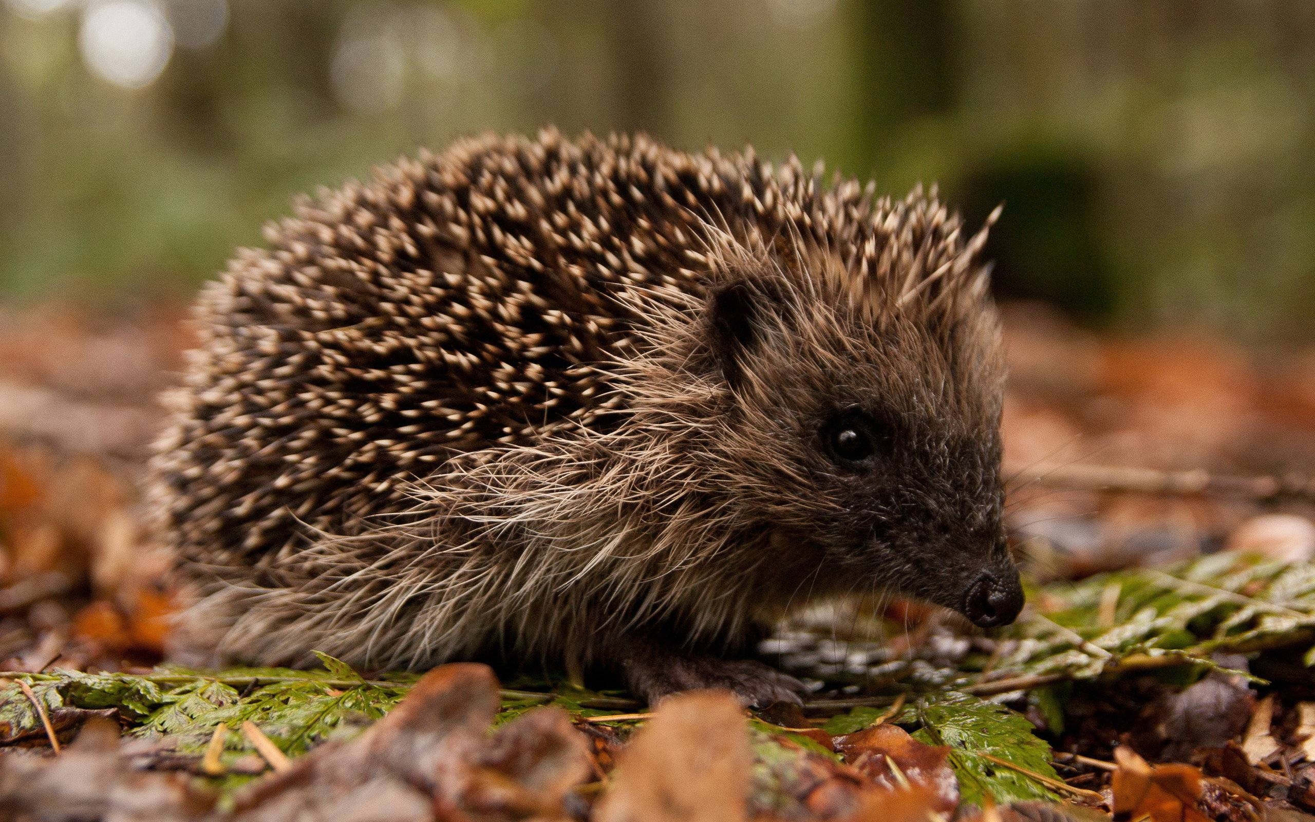 Igel, Tiere, HD, Desktop Hintergrund, niedlich, 2560x1600 HD Desktop