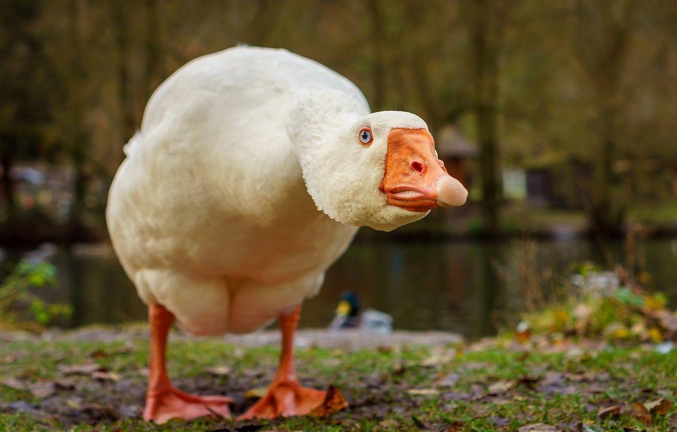 Gans Vogel Bild Desktop, 1340x850 HD Desktop