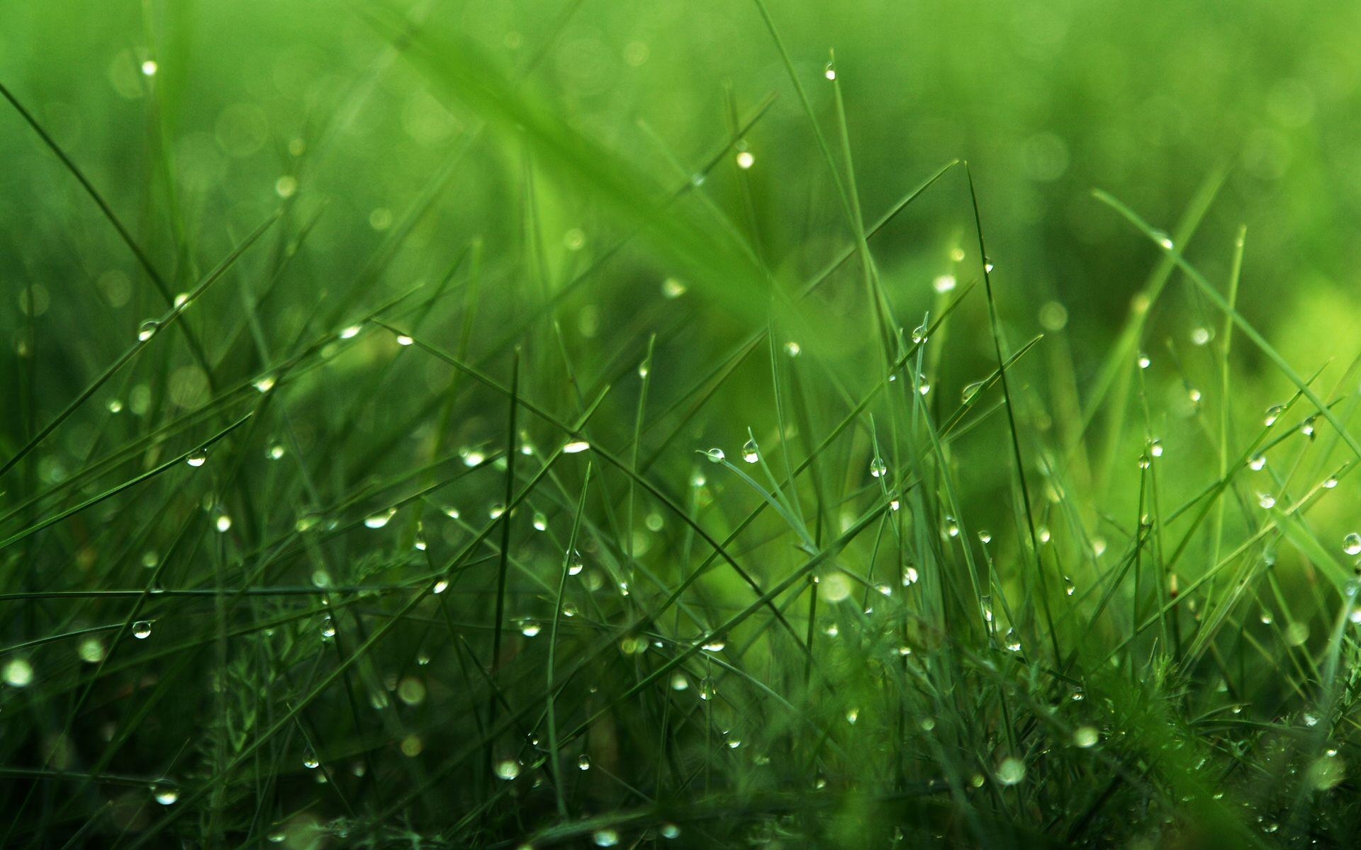 Gras, Natur, Hintergrund, Grüne, Flora, 1920x1200 HD Desktop