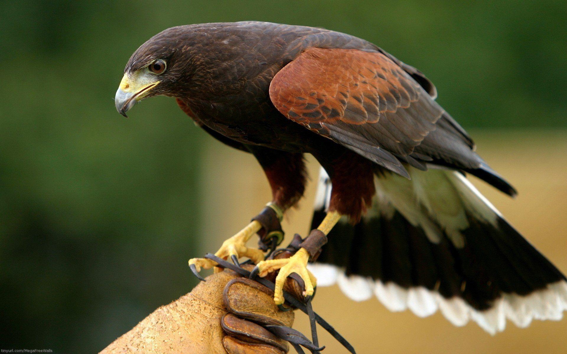 Habicht, HD-Hintergrund, Bild, Natur, Vögel, 1920x1200 HD Desktop