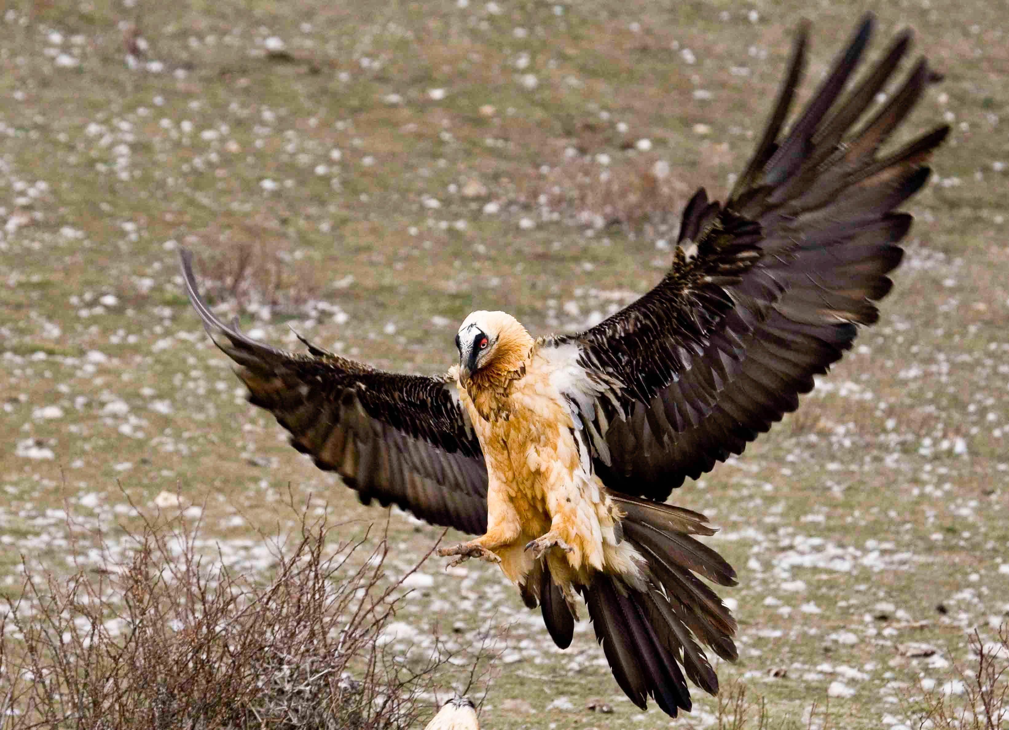 Bartgeier, Gypaetus, Tiere, Vögel, Naturschutz, 3290x2380 HD Desktop