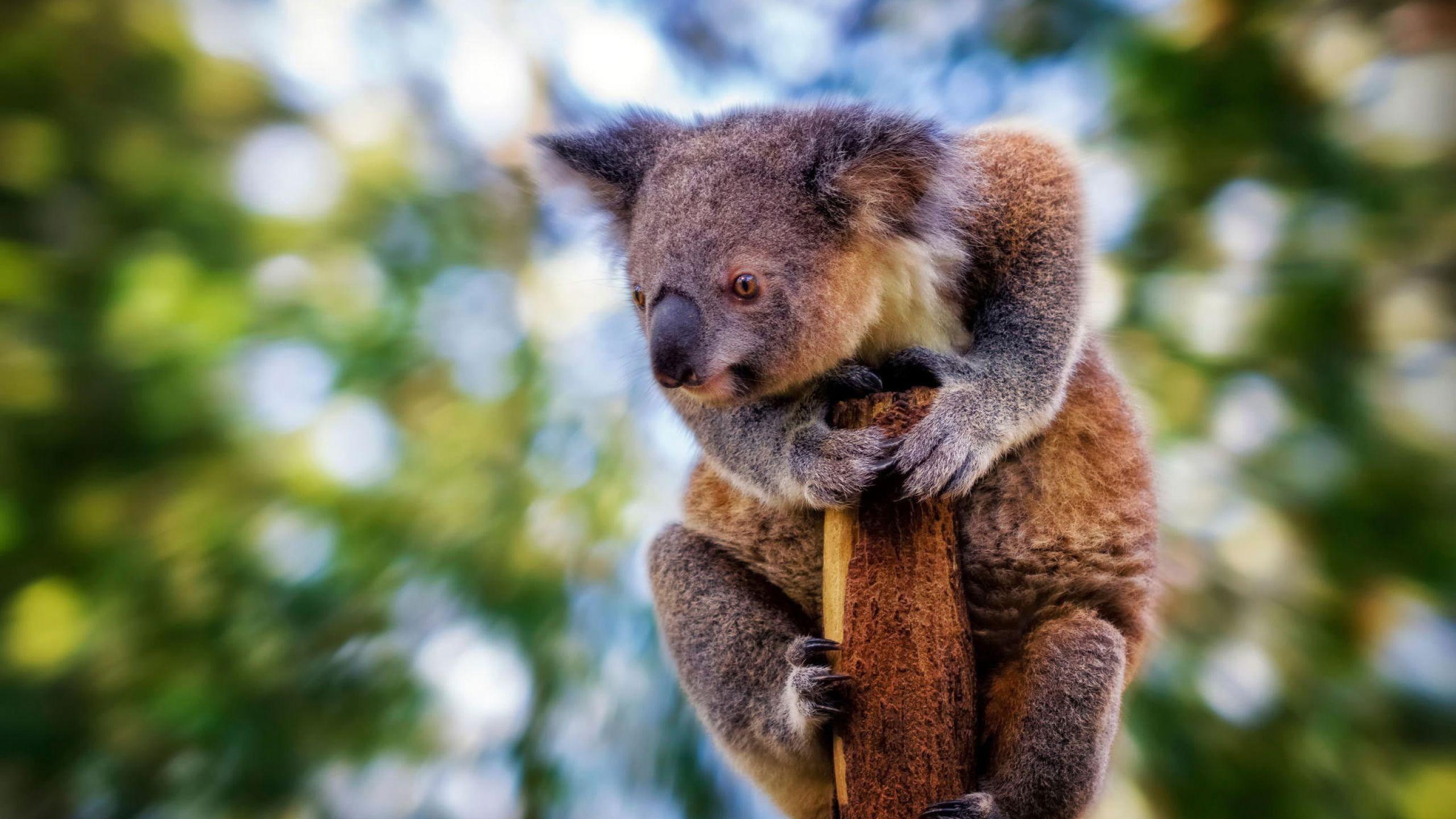 Koala, Unschärfe, Biest, 1440p, HD, 2560x1440 HD Desktop