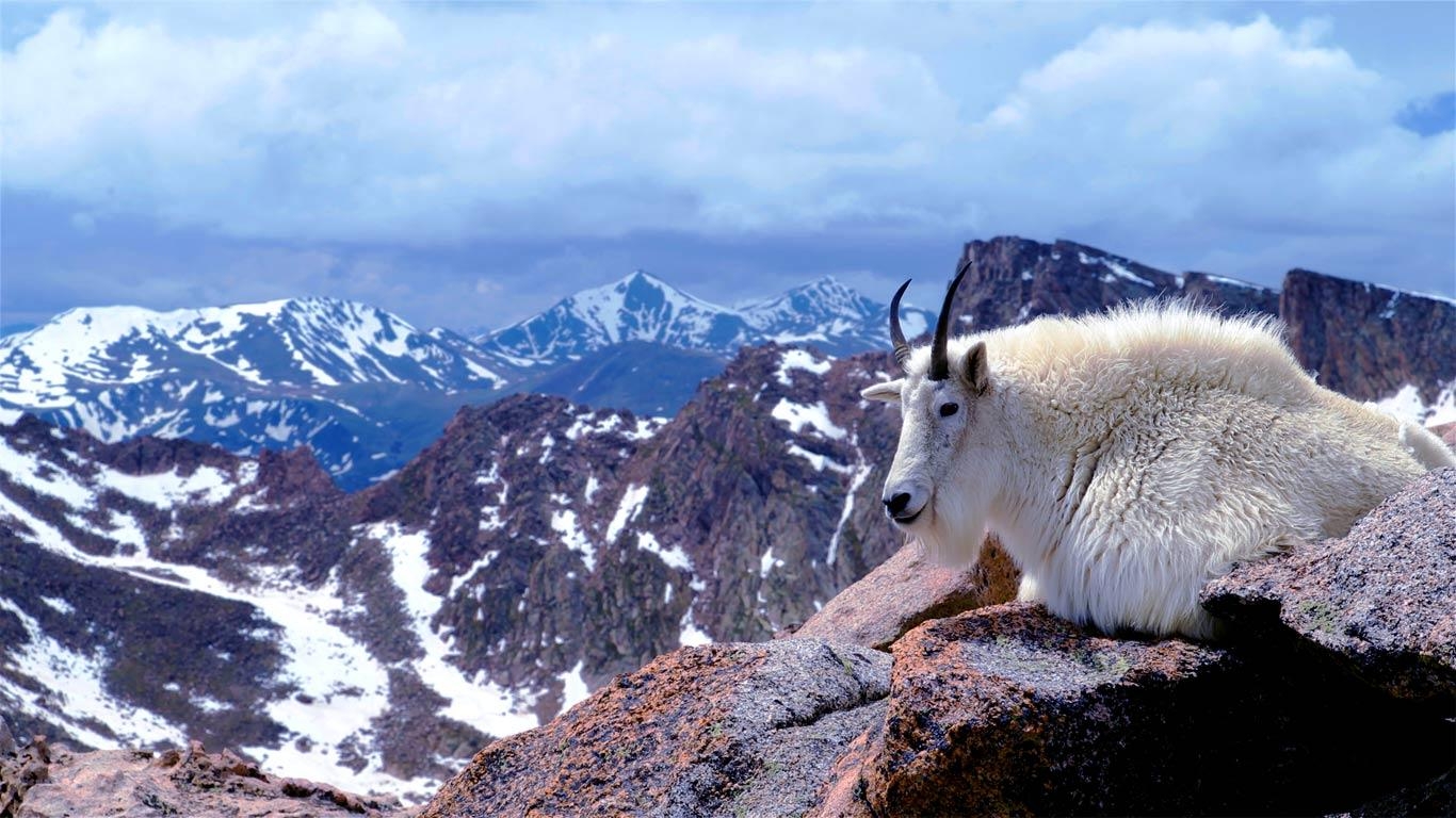 Bergziege, Mount Evans, Denver Colorado, Wildtiere, Gebirge, 1370x770 HD Desktop