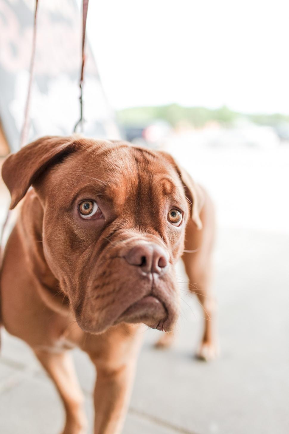 Bullmastiff, Kostenlose Bilder, Hund, Rasse, Illustrationen, 970x1460 HD Handy