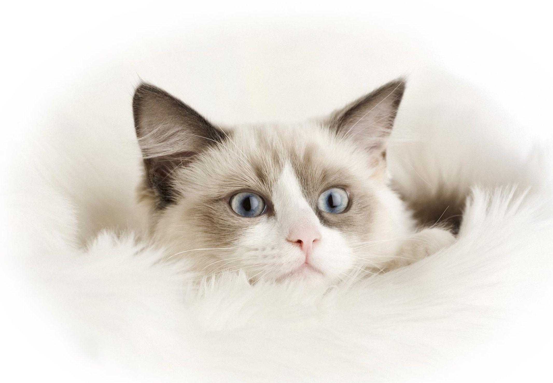 Ragdoll, Katze, Hintergrund, Tier, Niedlich, 2140x1480 HD Desktop