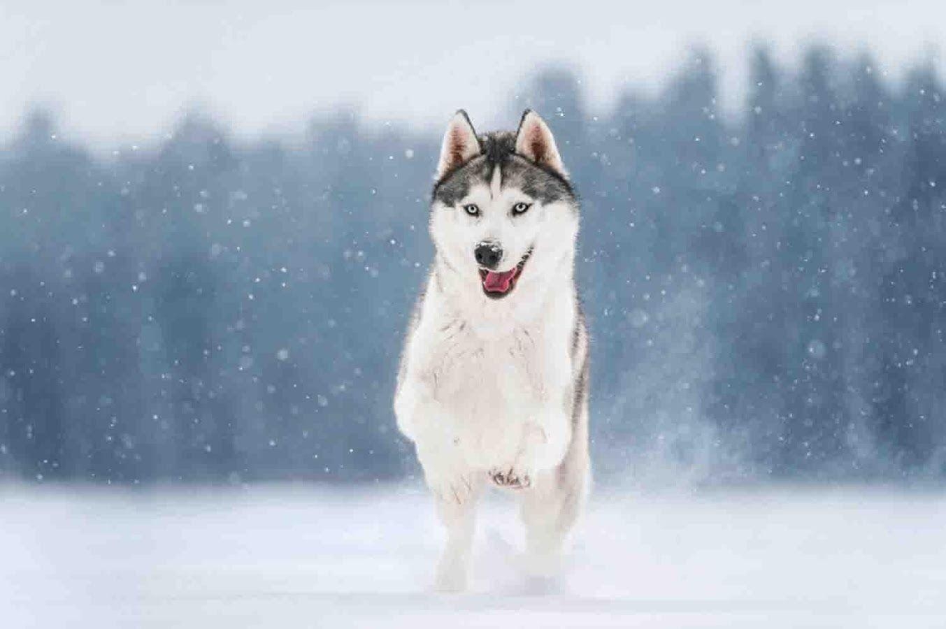 Sibirischer Husky, Foto, HD, Download, Tierbild, 1360x900 HD Desktop