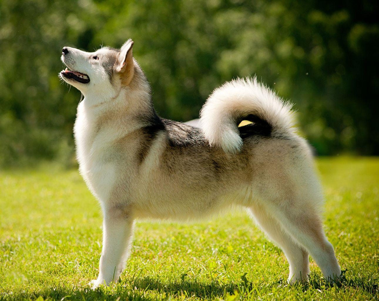 Alaskan Malamute, Hund, Gras, Tier, Bild, 1290x1030 HD Desktop