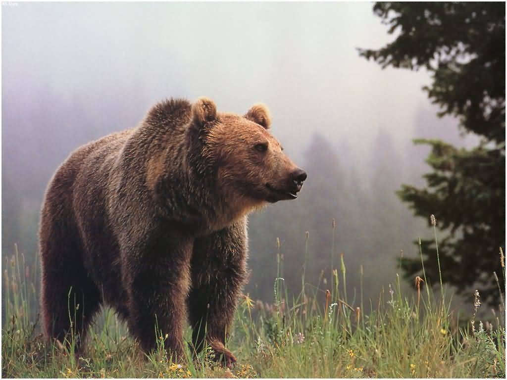 Grizzlybär, Tiere, Bild, Braunbär, Natur, 1030x770 HD Desktop