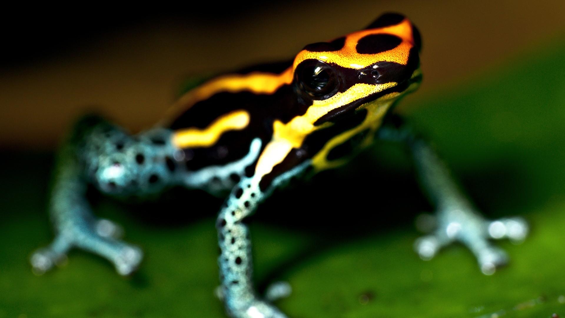 Frosch, Tiere, HD, Hintergrund, Bild, 1920x1080 Full HD Desktop