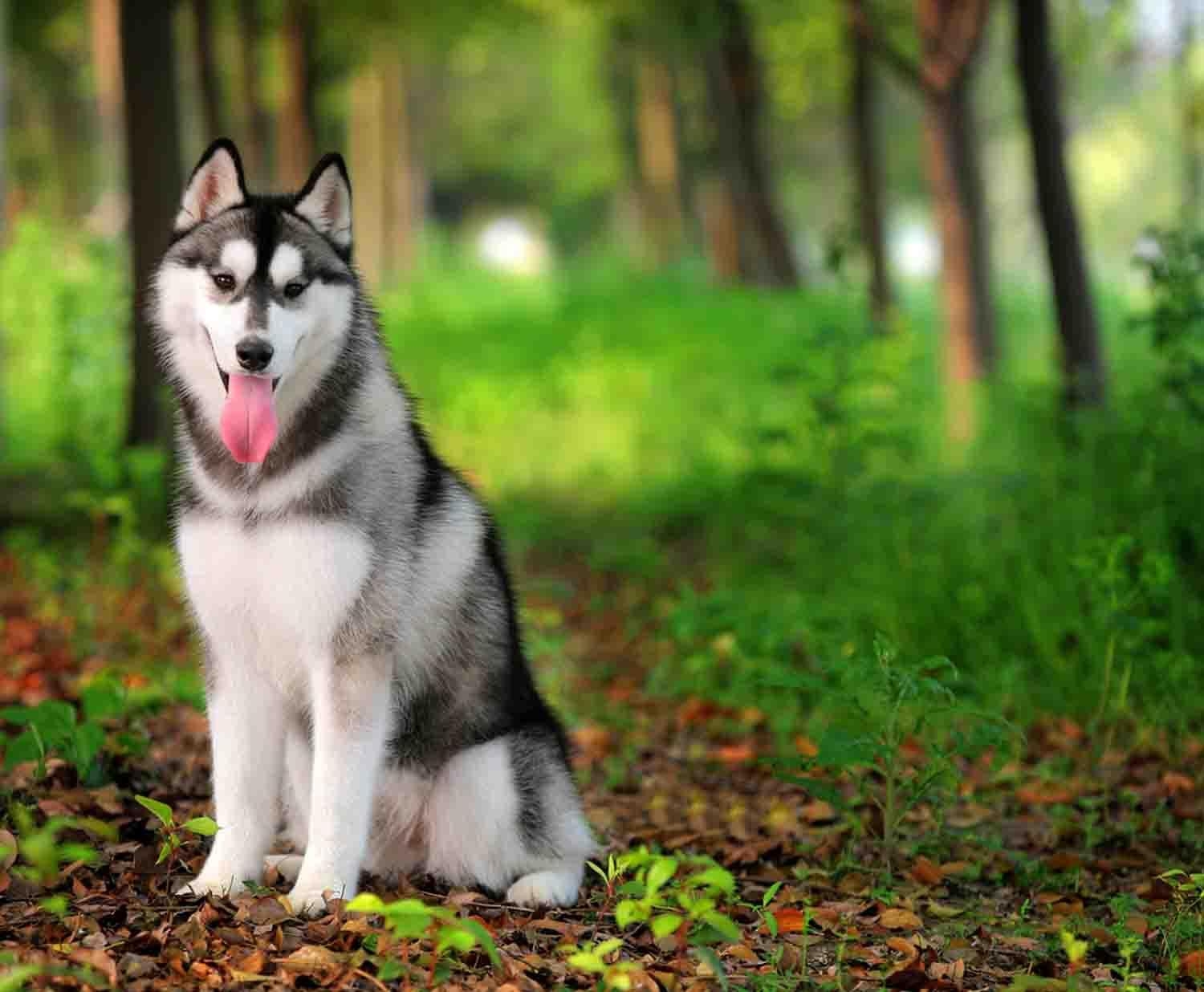 Sibirischer Husky, Android, Wallpaper, Hunde, Tierbilder, 1500x1240 HD Desktop