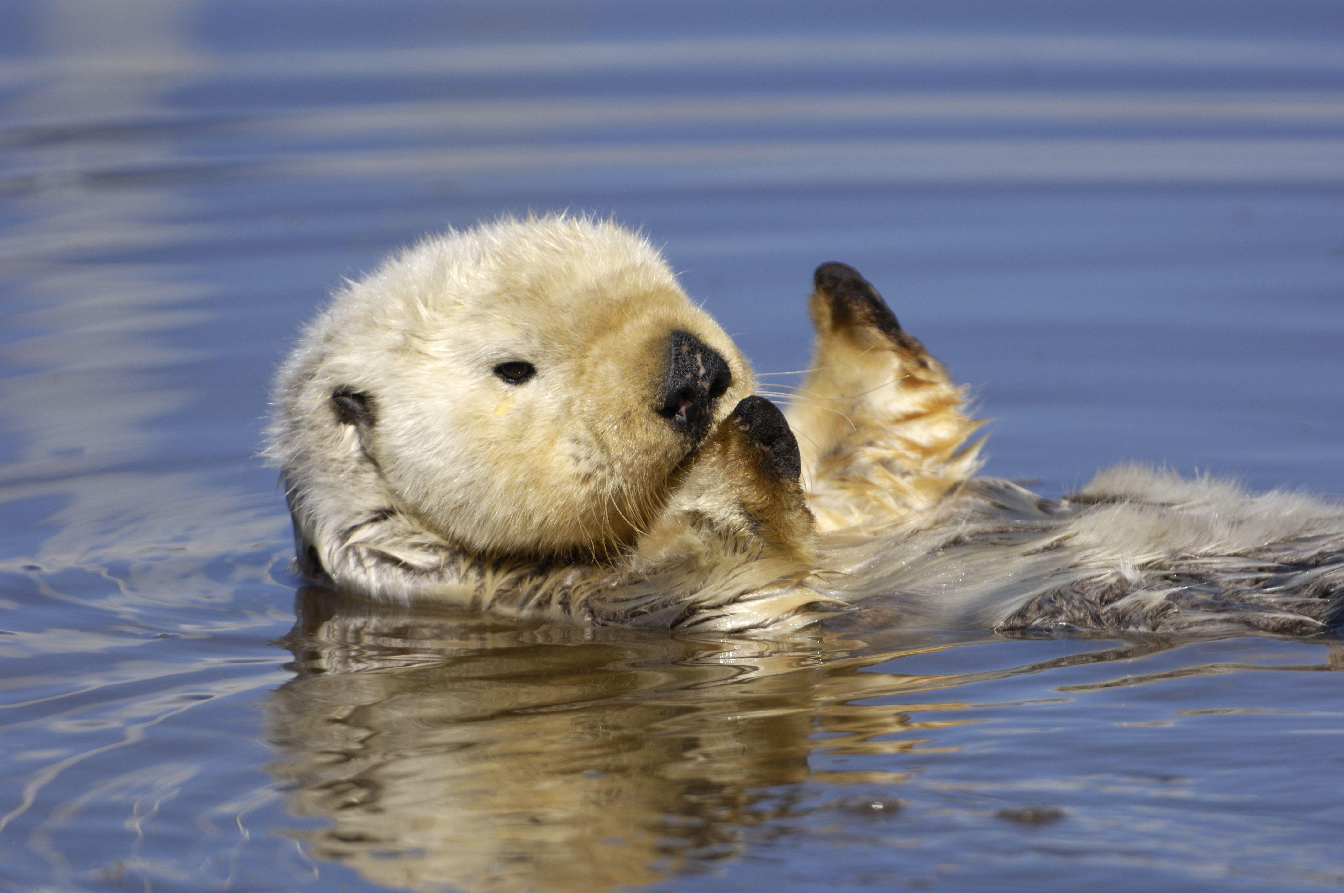 Otter, Meer Otter, Tiere, Ozean, Säugetier, 4290x2850 4K Desktop