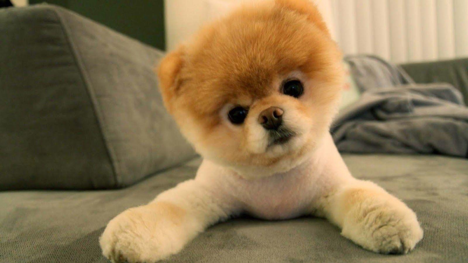 Süße Pomeranian-Welpen, Tiere, Kawaii, Hunde, HD, 1600x900 HD Desktop