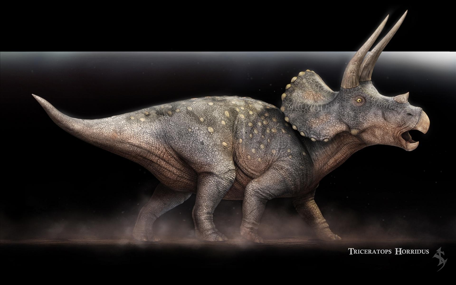 Triceratops, Dinosaurier, Hintergrund, Tiere, Bild, 1920x1200 HD Desktop